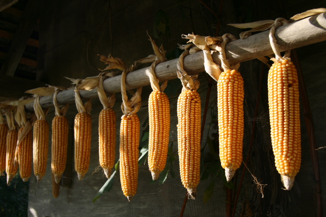 drying corn.JPG